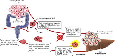 Pezz Frontiers | Pharmacogenomics of Prostaglandin and